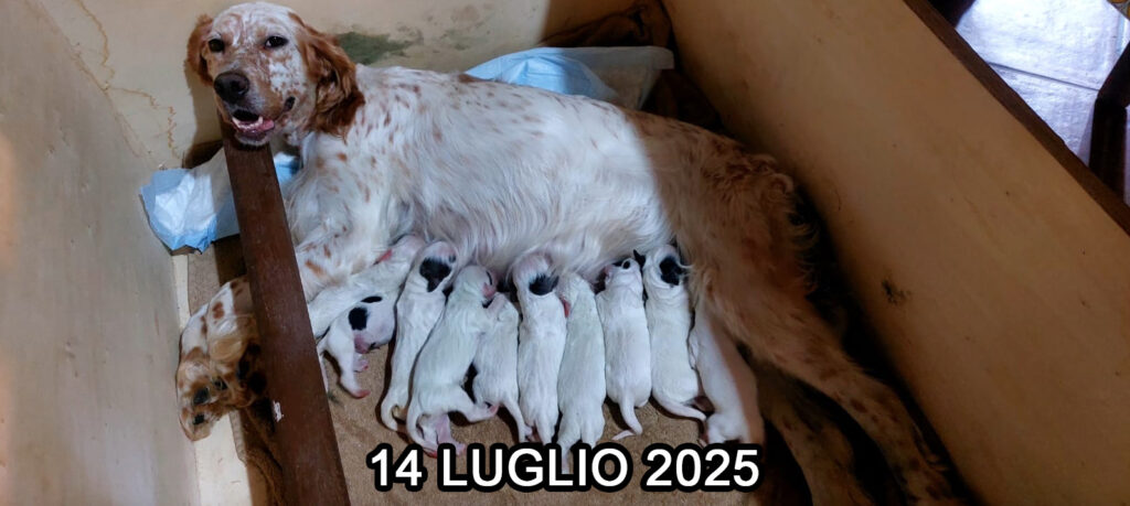 Schermata 2025 07 23 alle 10.45.28