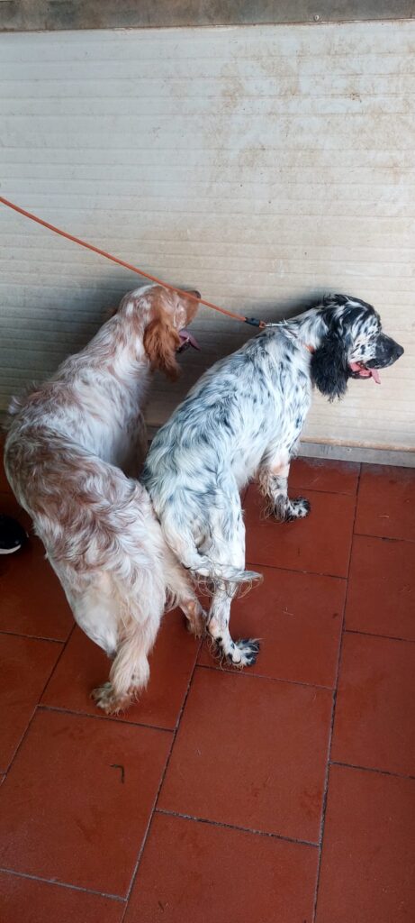 accoppiamento1