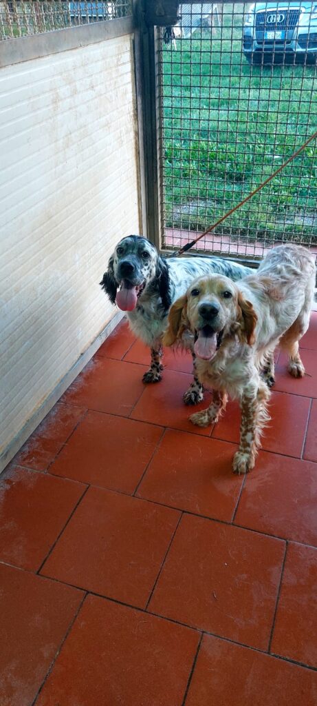 accoppiamento2