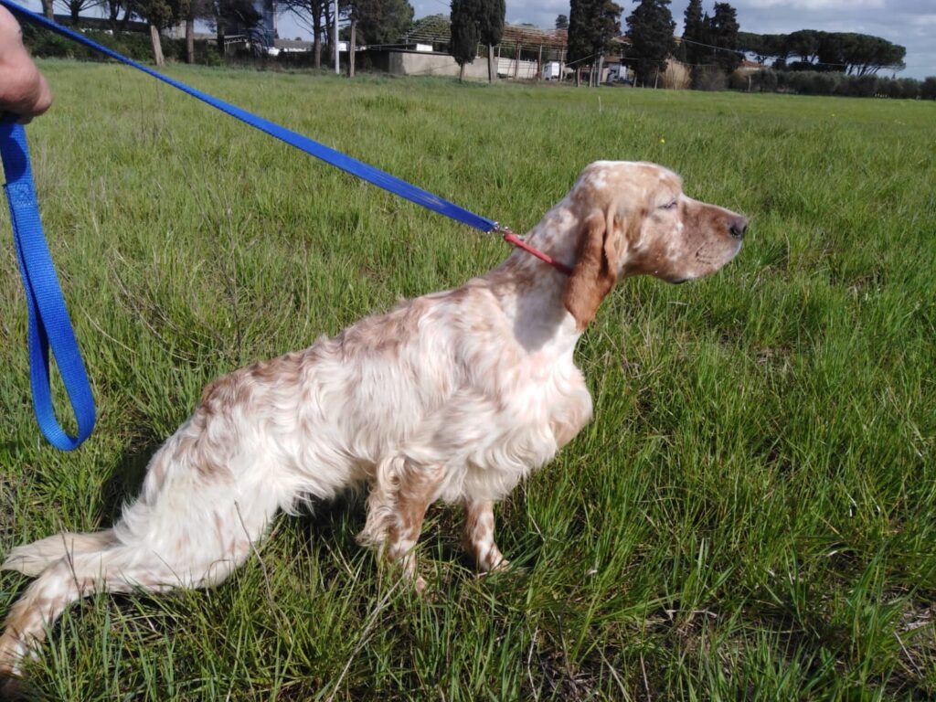 zafferano1